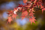 IMG_1740A