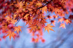IMG_1761A