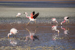 IMG_5562A