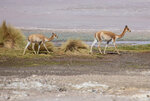 IMG_5702A