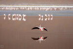 IMG_6483A