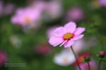 Flower_19