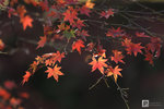 Japan_15