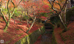 Japan_50