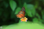 Butterfly_40