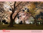 sakura_24