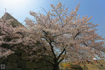 Sakura_64