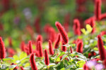 IMG_1851a