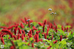 IMG_1870a