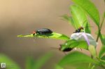 IMG_1888a
