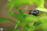 IMG_1931a