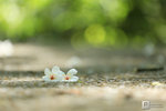 IMG_1953a