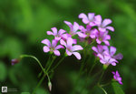 IMG_2012a