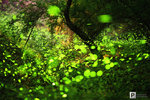 Taiwan_52