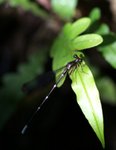 _DSC0041