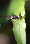 _DSC0046
