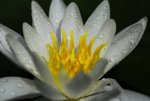 _DSC0011