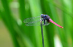 DSC_0095r