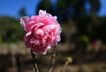 KKB_1393