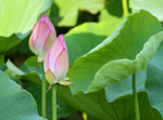 KKB_2866