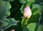 KKB_2868