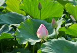 KKB_2870