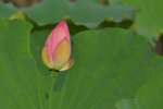 KKB_2871
