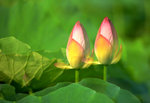 KKB_2874