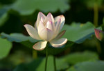 KKB_2875
