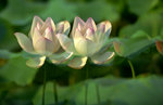 KKB_2876