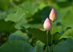 KKB_2877
