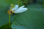 KKB_2882