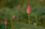 KKB_2904