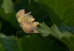 KKB_2912