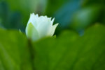 KKB_2974