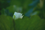 KKB_2976
