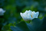 KKB_2981