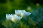 KKB_2983