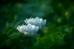KKB_2984