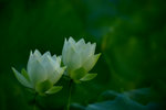 KKB_2986