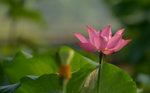 KKB_3126