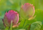 KKB_3876r