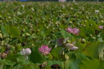KKB_4026