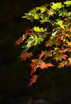 KKB_4645r