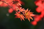 KKB_4706