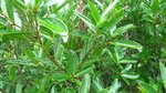 P1130184
