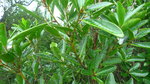 P1130185
