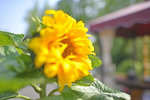 _KKB2595