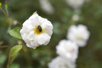 _KKB2639