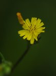 _DSC0094